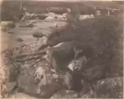 Free download [Dead Stag] free photo or picture to be edited with GIMP online image editor